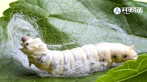 iit bombay&nbsp;jeevodaya silk research project