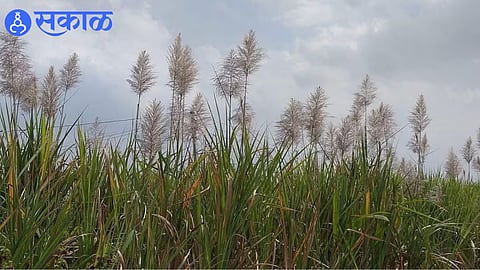 Sugarcane fields in Miraj taluka showing early flowering, raising concerns