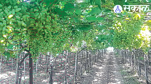 Chinese Muscat grapes displayed in Indian wholesale