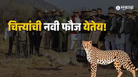 Preparations underway at Kuno National Park ahead of the arrival of eight new cheetahs in Madhya Pradesh.