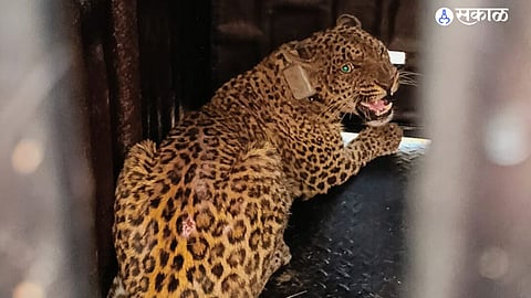 The fifth leopard captured at Pimpalvandi, fitted with a radio collar, during a forest department operation.