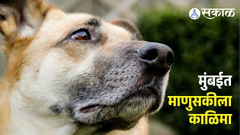 Man Physical assaulted female dog