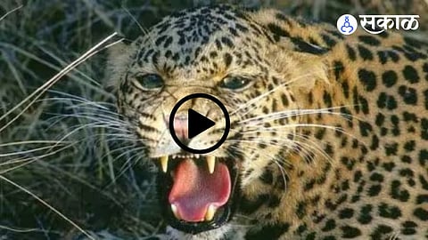 Navi Mumbai Leopard Spotted