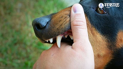 Rabies death after dog bite in Maharashtra 