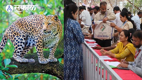 ZP election voting Maharashtra