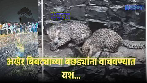 Kolhapur leopard forest department rescue video