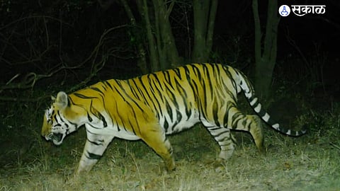 Pench Tiger Reserve’s Lado tigress set for relocation to Sahyadri, marking another milestone in Maharashtra’s tiger conservation journey.
