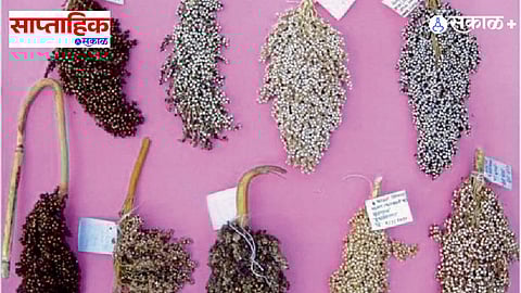 millet conservation India