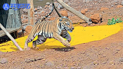 Hirkani tigress released into the core forest area of Koyna Wildlife Sanctuary.