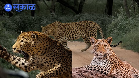 Forest officials inspect the area after a leopard attack