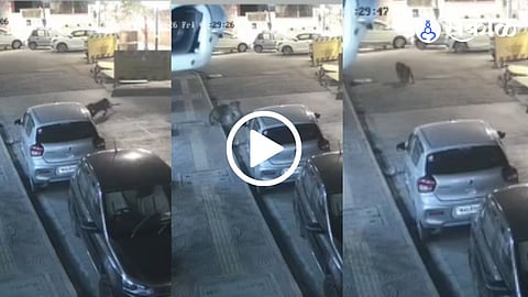 Leopard Spotted In Mulund