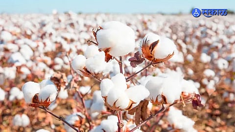 Cotton Price