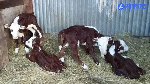cow birth four calves