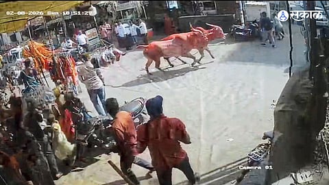 Jejuri Darshan Turns Chaotic as Bulls Go Uncontrolled
