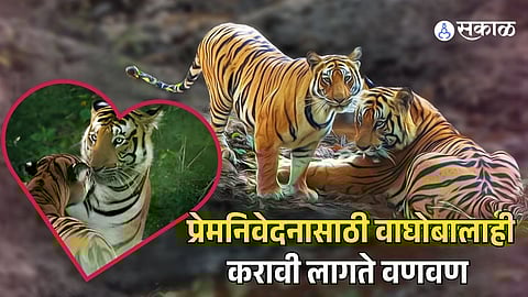 Valentines 2026| Wild Romance of Tigers and Their Fierce Love Battles