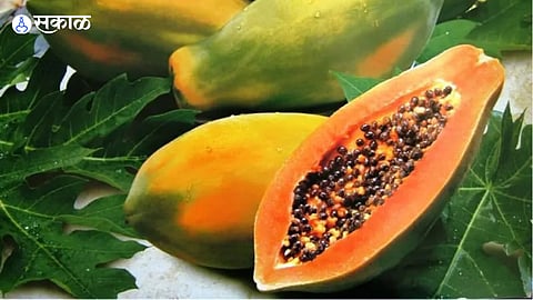 aiwan-15 papayas harvested