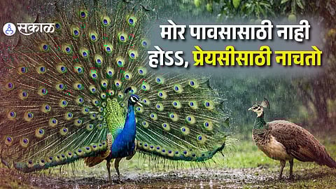 पावसाच्या सरी, फुललेला पिसारा आणि प्रेमाची हाक; लांडोरला भुरळ घालण्यासाठी मोर काय काय करतो?