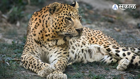 Otur leopard attack news