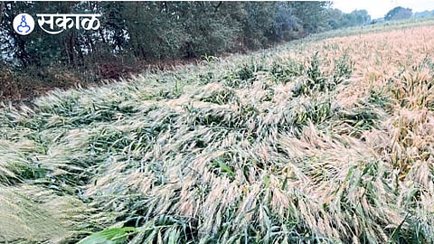 agriculture loss in marathwada