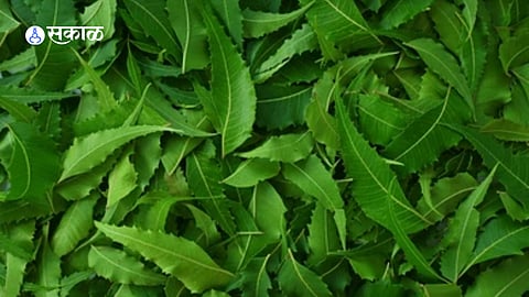 Neem saplings at a social forestry nursery