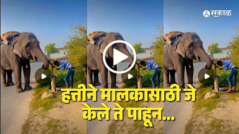 Elephant Viral Video