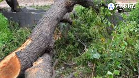 tree cutting on road