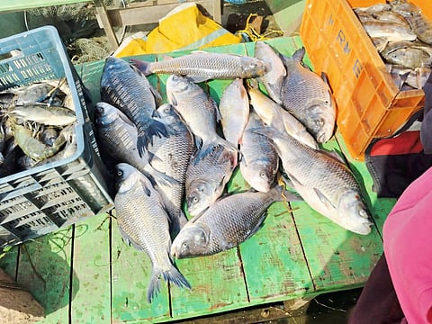 उजनीवरील मच्छिमारांना सुगीचे दिवस