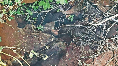 Sangameshwar Gaur Rescue