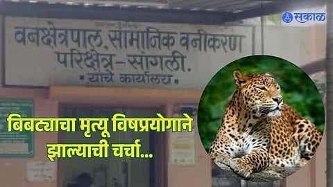 Leopard suspected to be poisoned in Shirala taluka