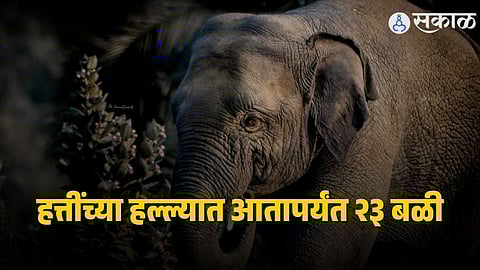 Hazaribagh Elephant Tragedy