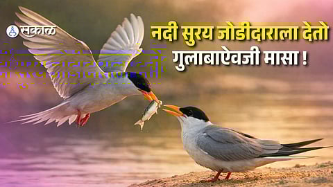 Rose Is Optional, Fish Is Mandatory: How the River Tern Wins Its Mate in Nature