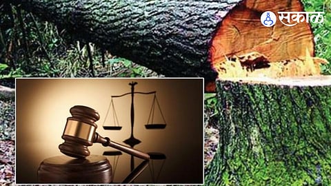 Administration ignored guidelines of cutting trees