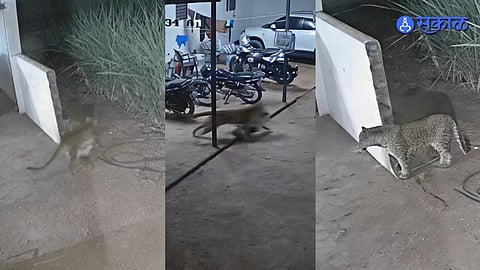 CCTV captures leopard attack on dog in Pune