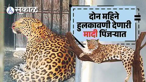 Ambegaon Pune Forest Department Action