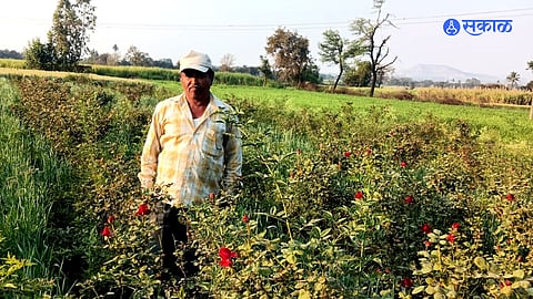Rose farmers in Satara