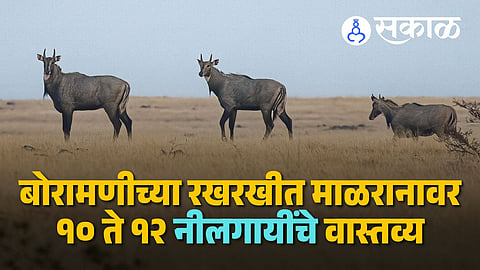 Nilgai herd spotted in Boramani Solapur