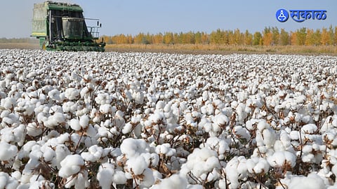 Cotton Market