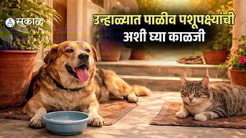 Summer Care Tips for Pets and Birds Amid Increasing Heatwaves