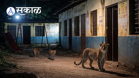 Shivdi school leopard