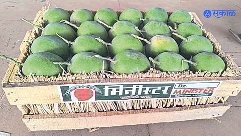 Konkan mango season price update