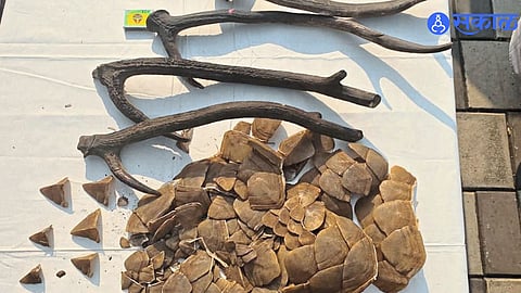 Forest officials display seized pangolin scales and sambar antlers after arresting two suspects in Manchar.