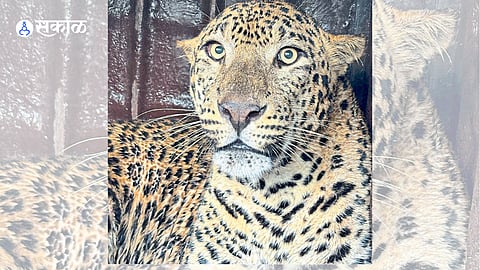 safe natural habitat after successful operation