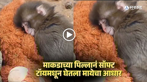 baby monkey viral video