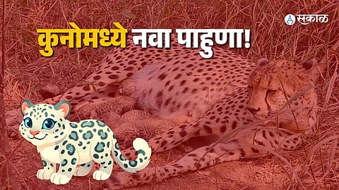 Female cheetah Gamini with her newborn cubs at Kuno National Park.