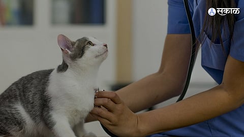 Cat Owner Threatens Veterinary Doctor in Nagpur 