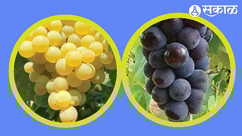 Grapes