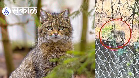 Leopard Sighting Rumor in Belagavi