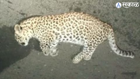 Leopard Death Sparks Concern Over Wildlife Safety on State Highways