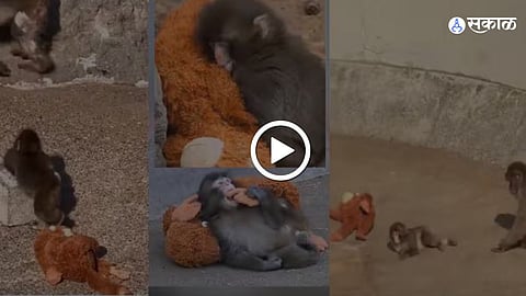  Baby Monkey Punch Kun Finds Family