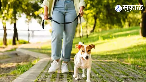 Vashi Dog Park Bad Condition